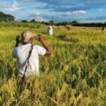 Arroceros reducen cultivos ante la crisis, buscan alternativas para no desaparecer