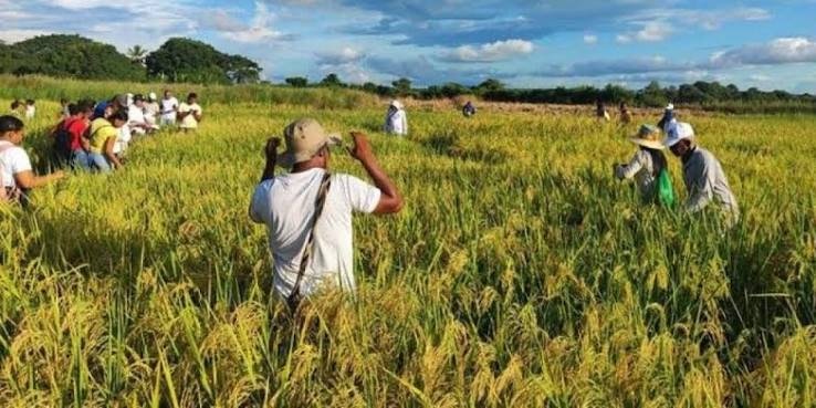 Arroceros reducen cultivos ante la crisis, buscan alternativas&hellip;